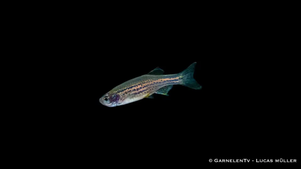 Garnelen TV Danio rerio leopard akvariefisk sötvatten