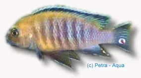 Näsets Ciklidhobby Pseudotropheus gracilior ciklid 7–9cm
