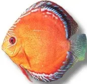 Näsets Ciklidhobby Discus Red Alenquer diskus 13–16 cm