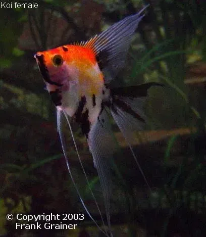 Näsets Ciklidhobby Pterophyllum scalare koi skalar 3–3,5 cm