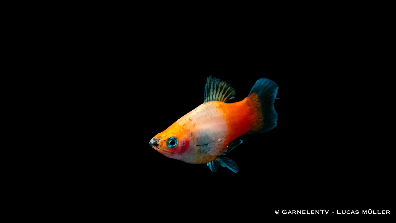 Garnelen TV Platy Tricolor Xiphophorus maculatus akvariefisk fredlig