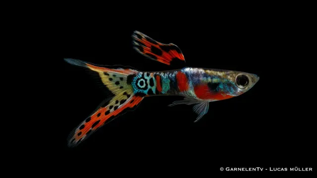 Garnelen TV Endler Red Chest Rainbow guppy hane röd