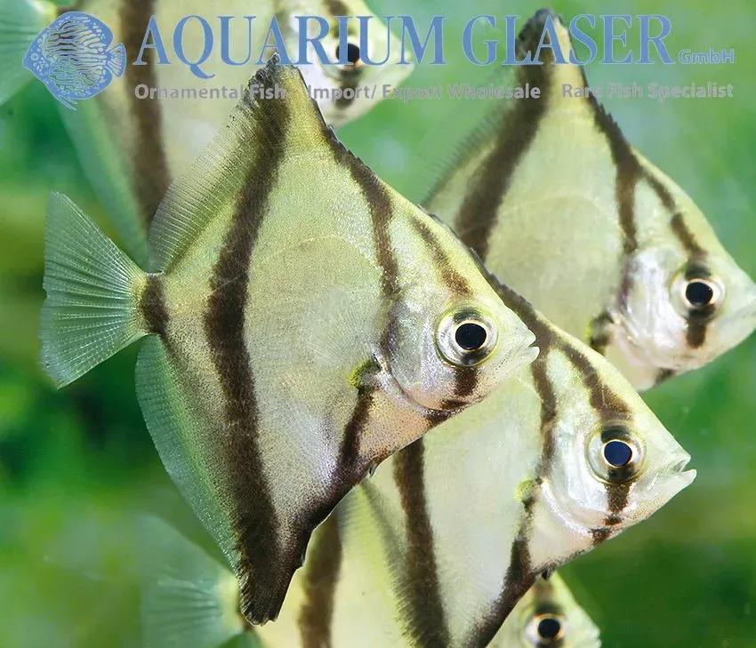 Näsets Ciklidhobby African mono 4-5 cm akvariefisk bräckvatten