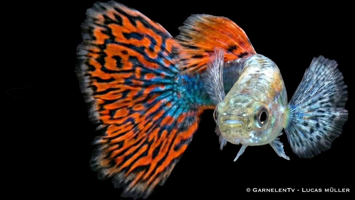 Garnelen TV dumbo red dragon guppy hane röd