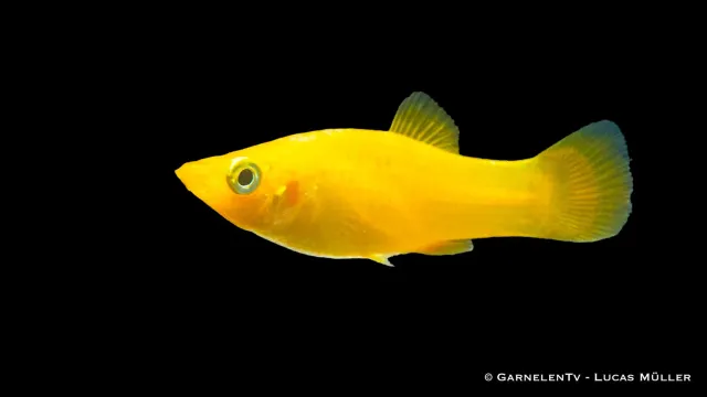 Garnelen TV Gold Molly Poecilia sphenops akvariefisk gul