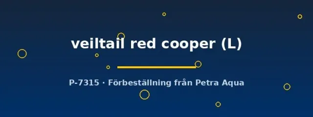 Näsets Ciklidhobby Betta veiltail red cooper kampfisk hane L