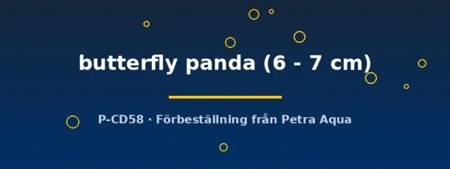 Petra-Aqua Carassius auratus butterfly panda 6–7 cm guldfisk