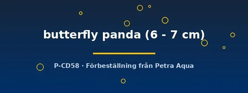 Petra-Aqua Carassius auratus butterfly panda 6–7 cm guldfisk