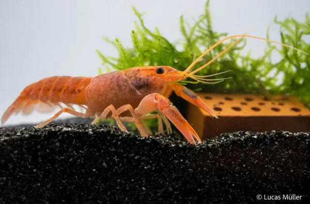 Garnelen TV Volcano Yabby Cherax destructor kräfta röd