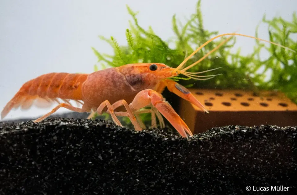 Garnelen TV Volcano Yabby Cherax destructor kräfta röd