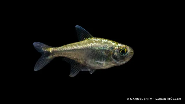 Garnelen TV Hemigrammus rodwayi tetra guld stim