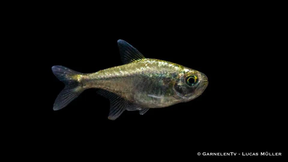 Garnelen TV Hemigrammus rodwayi tetra guld stim