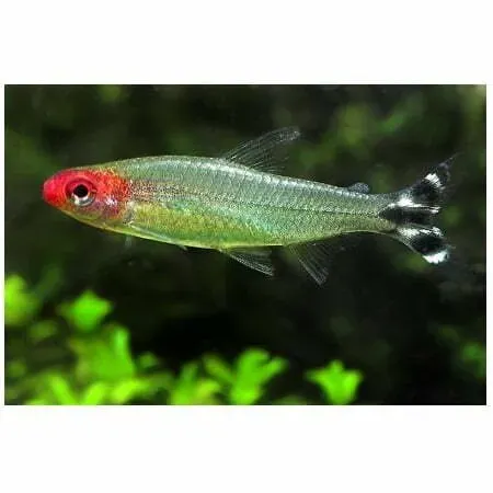 Näsets Ciklidhobby Rödnostetra Hemigrammus bleheri stimfisk