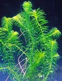 Näsets Ciklidhobby Egeria najas akvarieväxt pot