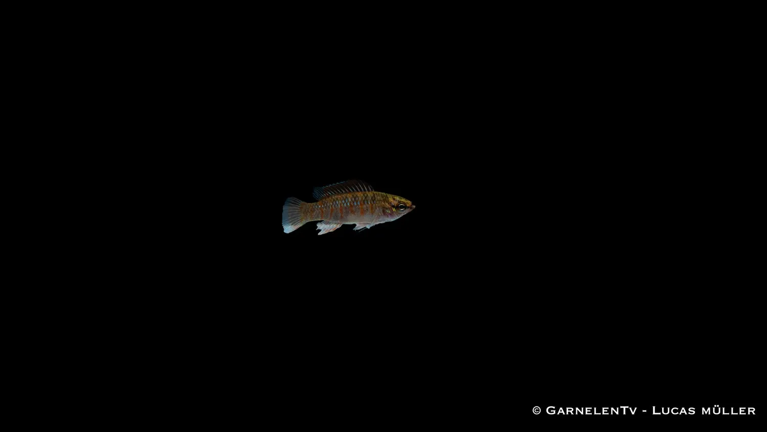 Garnelen TV Dario dario akvariefisk 2,5 cm grupp