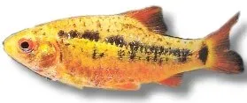 Näsets Ciklidhobby Golden Barb 2,5 cm akvariefisk gul stimfisk