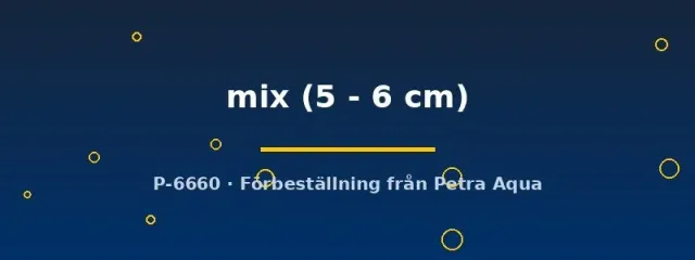 Näsets Ciklidhobby Poecilia mix 5–6 cm mollyfisk
