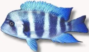 Näsets Ciklidhobby Cyphotilapia frontosa ciklid 4–5 cm Mpimbwe