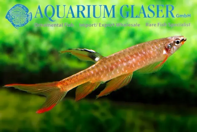 Copella arnoldi splash tetra lg–xlg