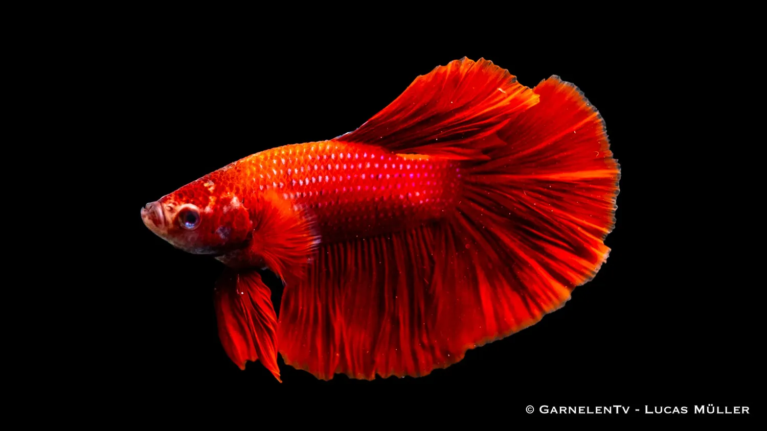 Garnelen TV Halfmoon kampfisk hane Betta splendens