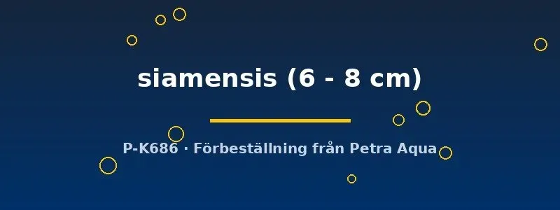 Näsets Ciklidhobby Siamensis taggål 6–8 cm bottenfisk