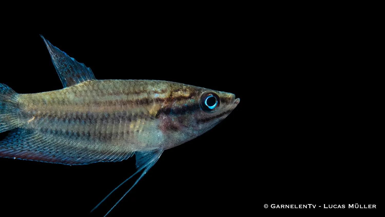 Garnelen TV Knurrande gurami akvariefisk Trichopsis vittata