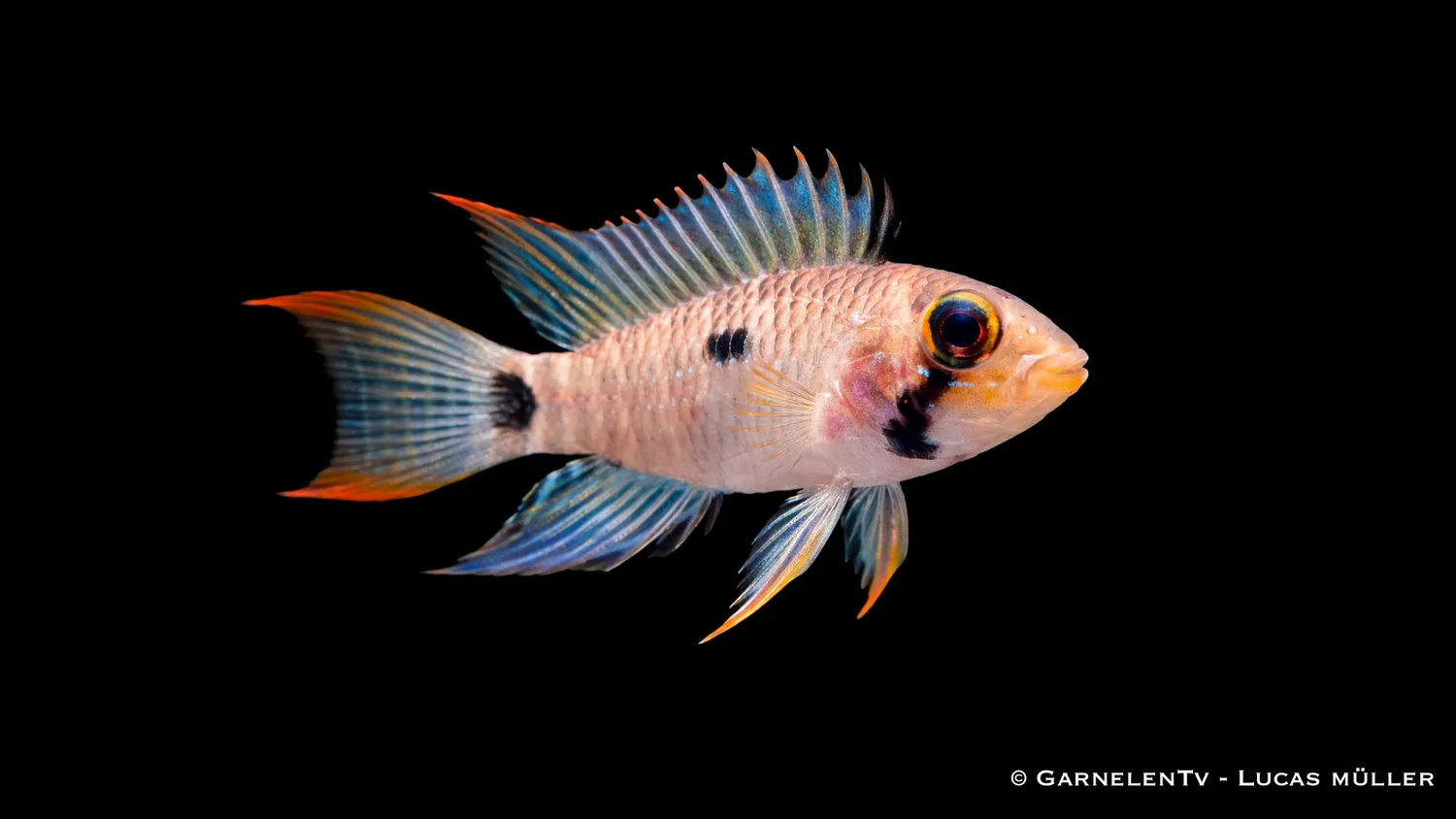 Garnelen TV Steindachners dvärgcichlid svartvatten