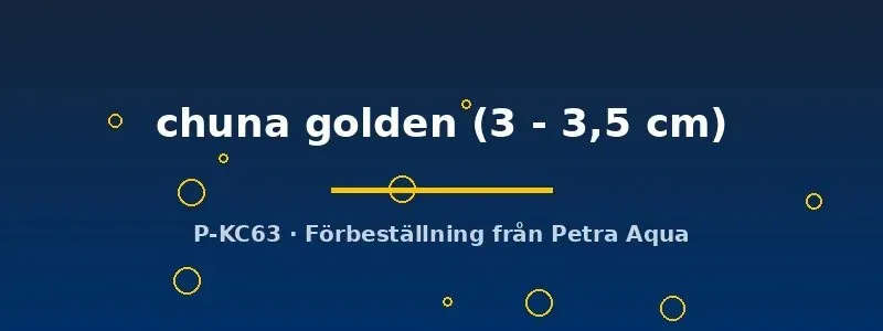 Näsets Colisa chuna golden gurami 3–3,5 cm lugn