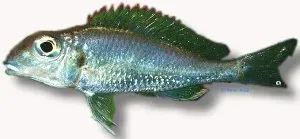 Näsets Ciklidhobby Callochromis Utinta ciklid 4–5 cm Redspot