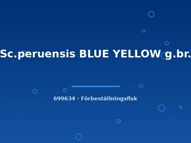 Näsets Ciklidhobby Sc. peruensis blue yellow ciklid lg–xl