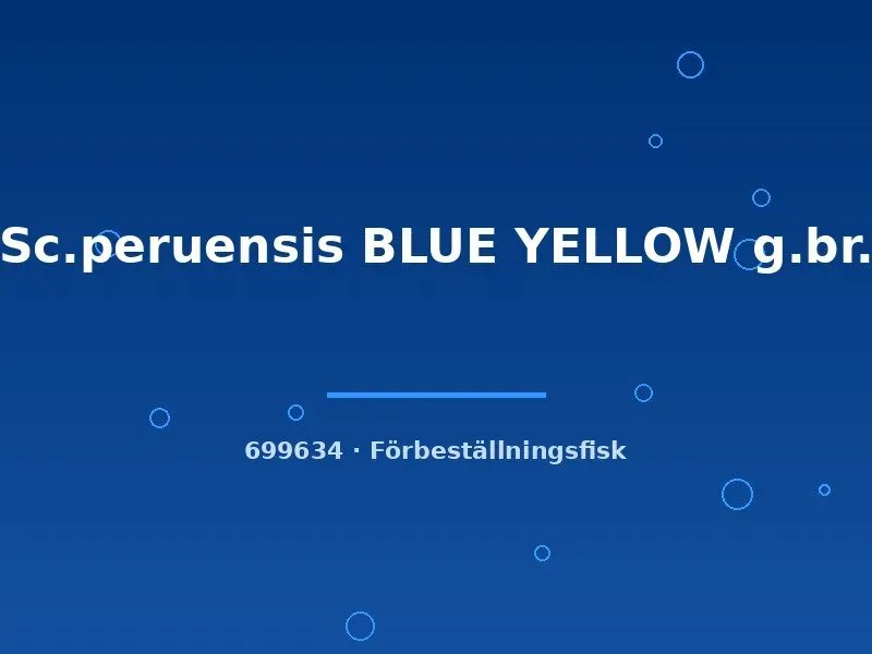Näsets Ciklidhobby Sc. peruensis blue yellow ciklid lg–xl