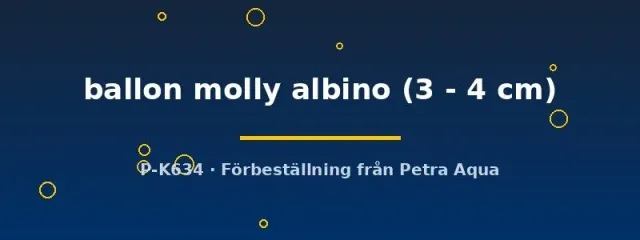 Näsets Ciklidhobby Poecilia latipinna ballon molly akvariefisk