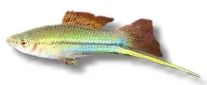 Näsets Ciklidhobby Grön Svärdbärare akvariefisk 5–6 cm Xiphophorus