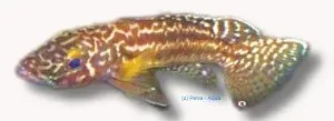 Näsets Ciklidhobby Lamprologus nkambae akvariefisk 4,5–5,5 cm