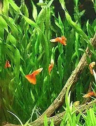 Näsets Ciklidhobby Vallisneria Corkscrew akvarieväxt pot bakgrund