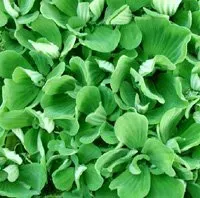 Näsets Ciklidhobby Pistia Stratiotes flytväxt portion snabbväxande