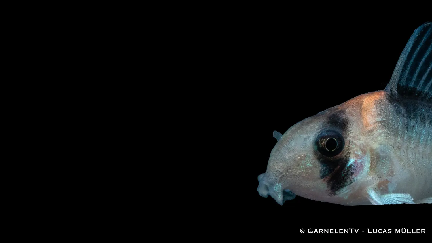 Garnelen TV Adolfoi pansarmal Corydoras stimfisk