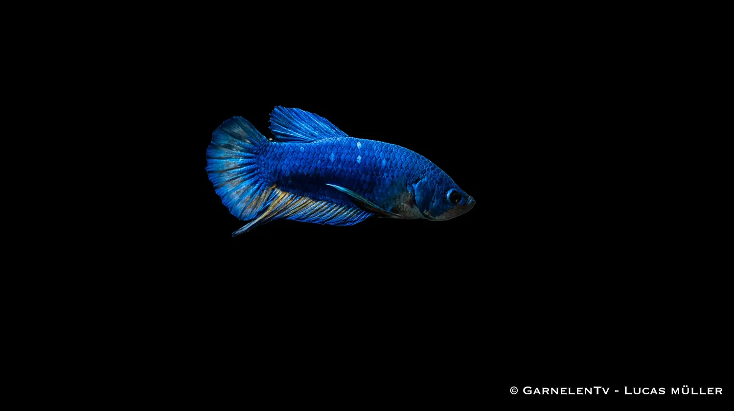 Garnelen TV Betta splendens Plakat kampfisk hane kortfenad
