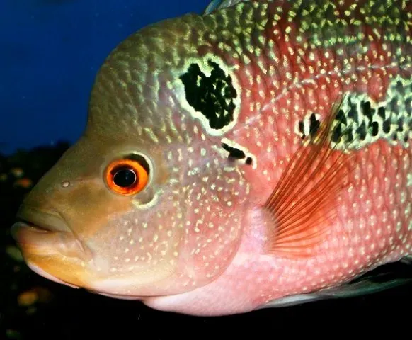 Cichlasoma flowerhorn akvarieciklid 12–15 cm ensam