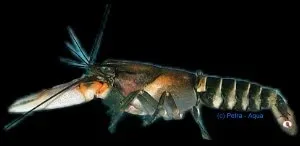 Näsets Ciklidhobby Zebra Lobster kräfta 10 cm randig