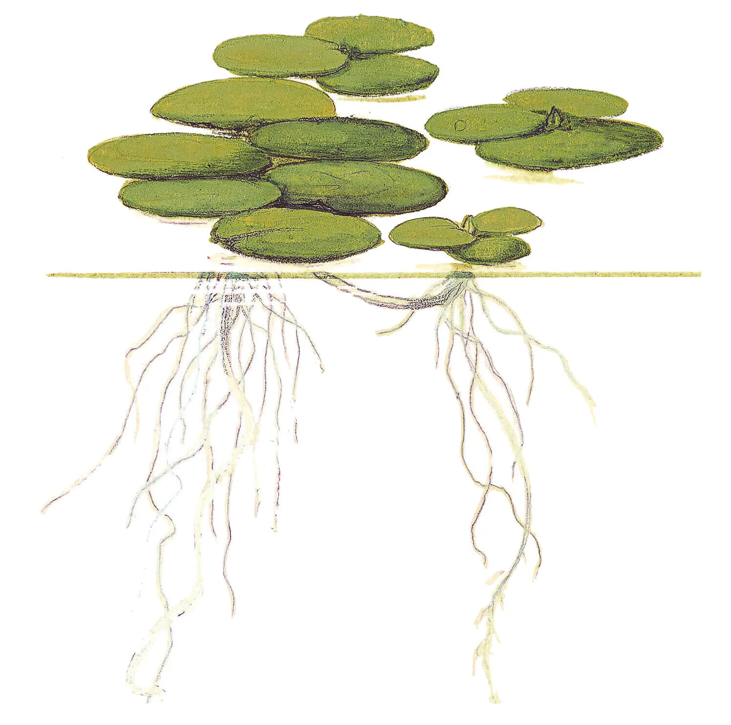 Akvarievalvet Limnobium laevigatum flytväxt