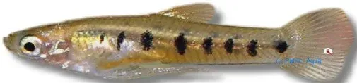 Cnesterodon decemmaculatus akvariefisk 1,5-2 cm levandefödare