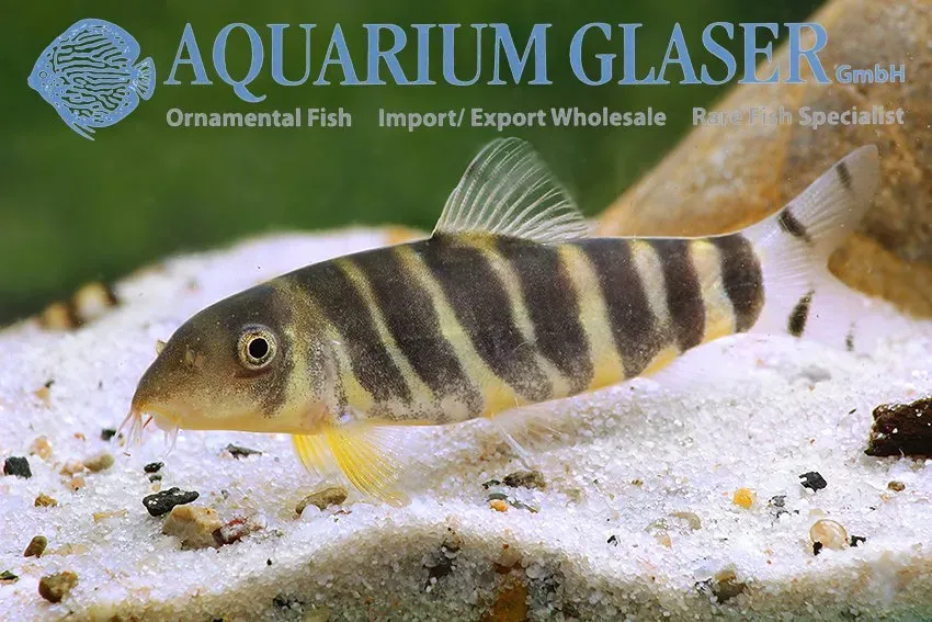 Näsets Ciklidhobby Botia dario akvariefisk 5–7 cm