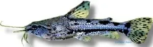 Näsets Ciklidhobby Amblydoras hancocki mal över 6 cm nattaktiv