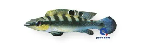 Crenicichla regani akvariefisk 6–7 cm gäddciklid