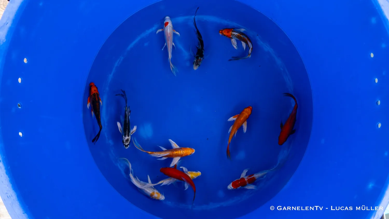 Garnelen TV Koi Butterfly Cyprinus carpio 15-18 cm
