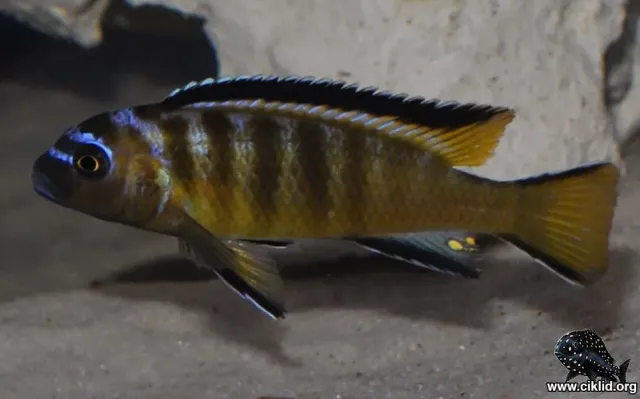 Näsets Ciklidhobby Metriaclima usisyae Mara Rocks ciklid 4–5 cm mbuna
