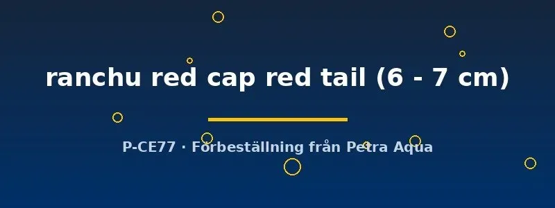 Ranchu Red Cap Red Tail guldfisk 6–7 cm kallvatten