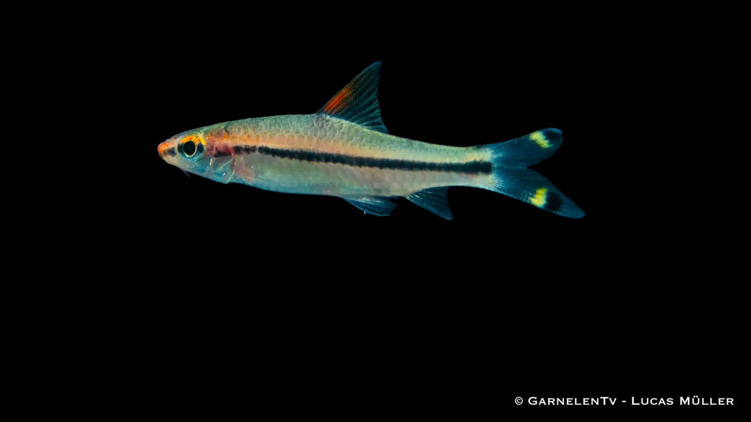 Garnelen TV Sahyadria denisonii akvariefisk sötvatten