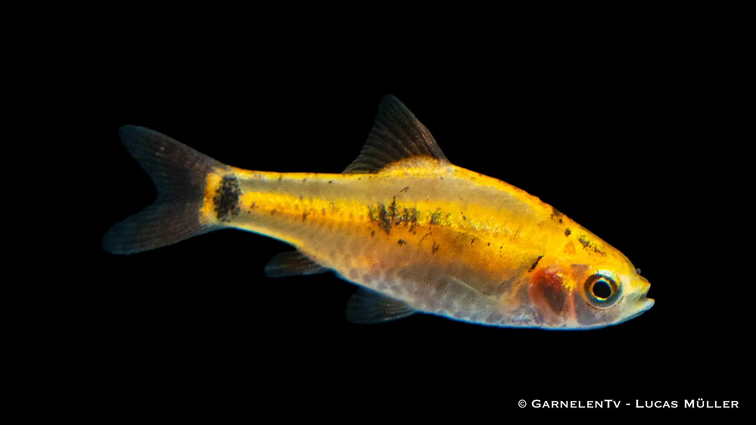 Garnelen TV brokatbarb barbodes semifasciolatus stimfisk